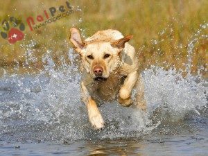Labrador-Retriever-3