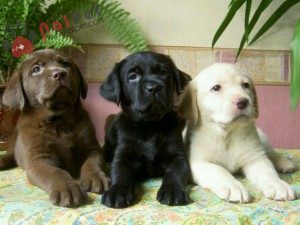 Labrador-Retriever-4