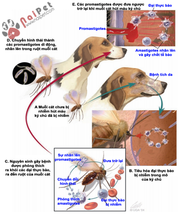 Leishmania_infantum-tren-cho-meo1