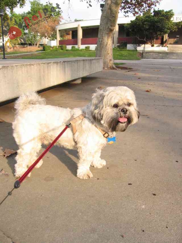 Lhasa Apso-thanh-than-xu-tay-tang-1