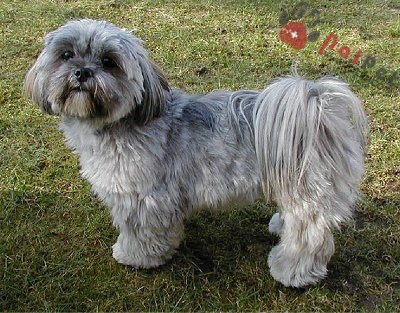 Lhasa Apso-thanh-than-xu-tay-tang-2