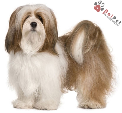 Lhasa Apso-thanh-than-xu-tay-tang-5