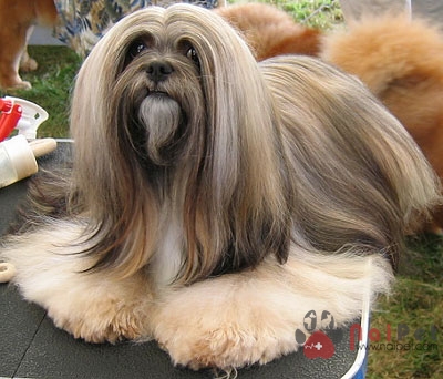 Lhasa Apso-thanh-than-xu-tay-tang-7