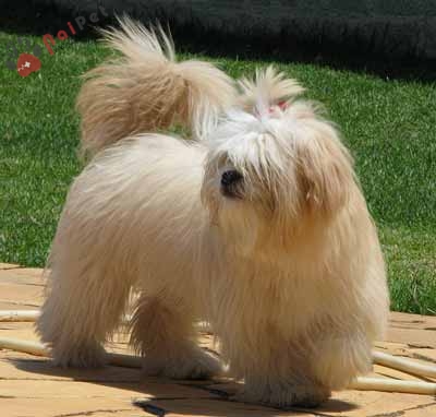 Lhasa Apso-thanh-than-xu-tay-tang-8