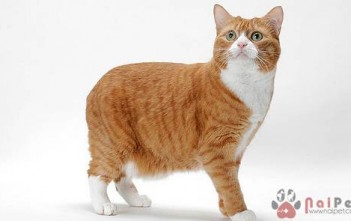 Manx-meo-khong-duoi-5