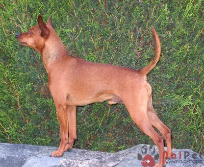 Miniature-Pinscher-Fox-Min-Pin-11