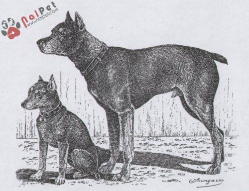 Miniature-Pinscher-Fox-Min-Pin-6