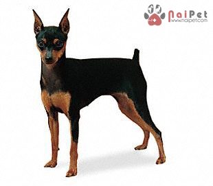 Miniature-Pinscher-Fox-Min-Pin