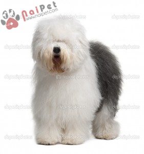 Old-English-Sheepdog-1