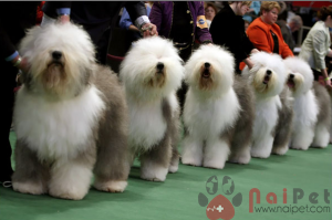 Old-English-Sheepdog-10