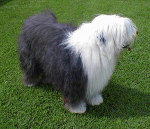Old-English-Sheepdog-11