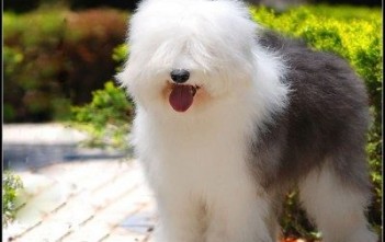 Old-English-Sheepdog-12