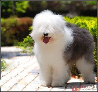 Old-English-Sheepdog-12