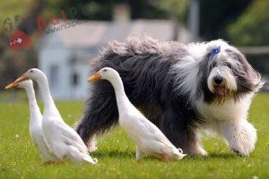 Old-English-Sheepdog-3