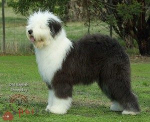 Old-English-Sheepdog-4