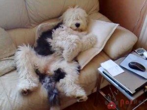 Old-English-Sheepdog-5