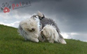 Old-English-Sheepdog-6