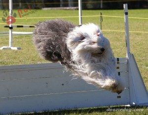Old-English-Sheepdog-8