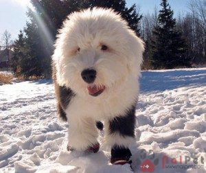 Old-English-Sheepdog
