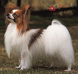 Papillon-cho-buom-1