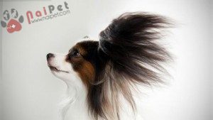 Papillon-cho-buom-10