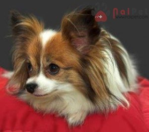 Papillon-cho-buom-11