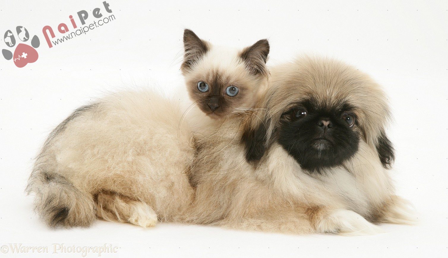 Pekingese-cho-bac-kinh-3