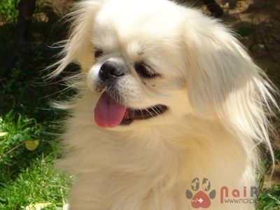 Pekingese-cho-bac-kinh-5