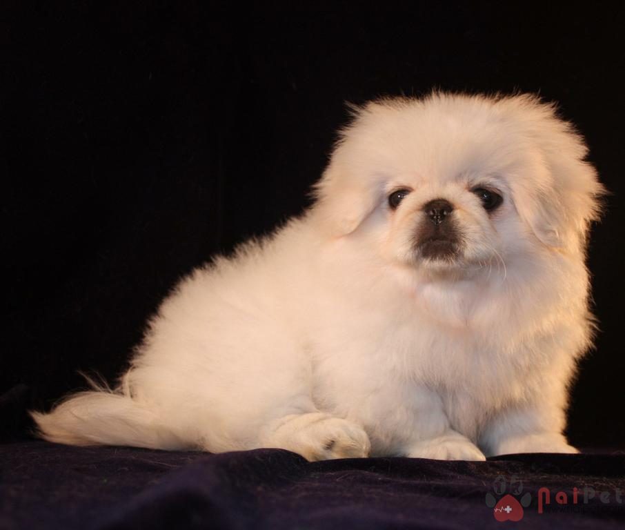 Pekingese-cho-bac-kinh-7