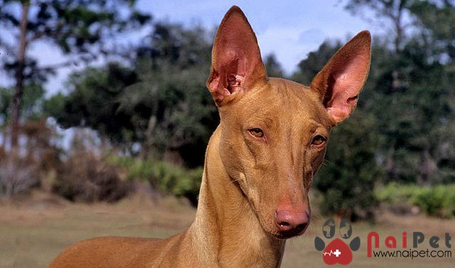 Pharaoh Hound-loai-cho-san-cua-cac-vi-vua-ai-cap-