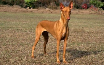Pharaoh Hound-loai-cho-san-cua-cac-vi-vua-ai-cap-1