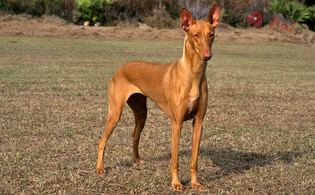 Pharaoh Hound-loai-cho-san-cua-cac-vi-vua-ai-cap-1