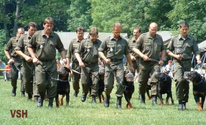 Rottweiler-1