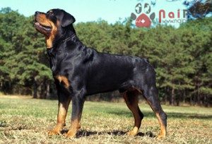 Rottweiler-2
