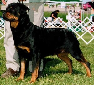 Rottweiler-3