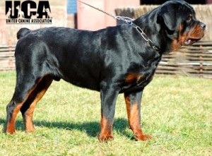 Rottweiler-4