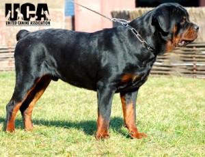 Rottweiler-4