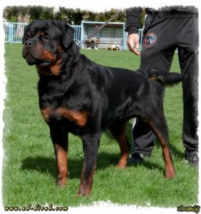 Rottweiler-5