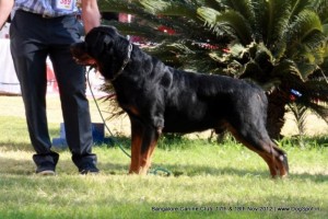Rottweiler-7