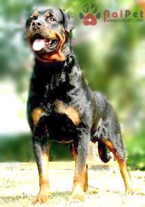 Rottweiler-8