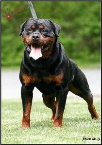 Rottweiler