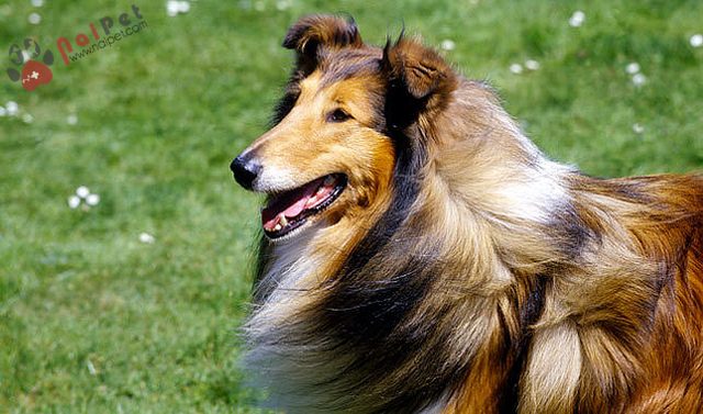 Rough-Collie-quy-ba-anh-quoc-