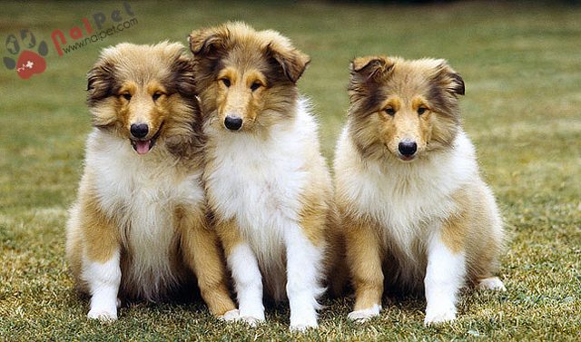 Rough-Collie-quy-ba-anh-quoc-1