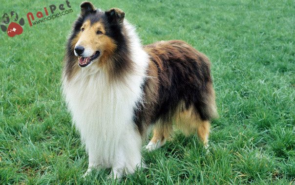 Rough-Collie-quy-ba-anh-quoc-2