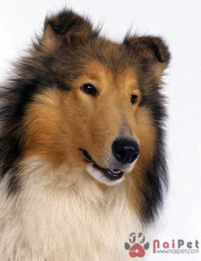 Rough-Collie-quy-ba-anh-quoc-3