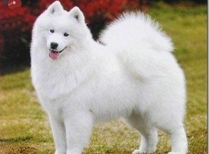 Samoyed-1
