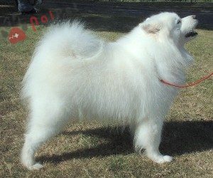 Samoyed-2