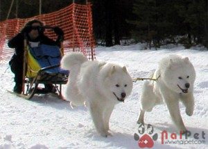 Samoyed