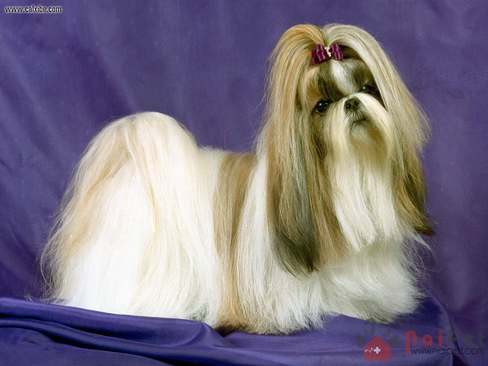 Shih-Tzu-1