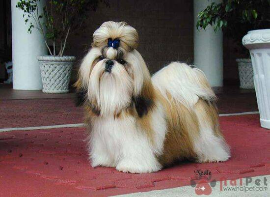 Shih-Tzu-3